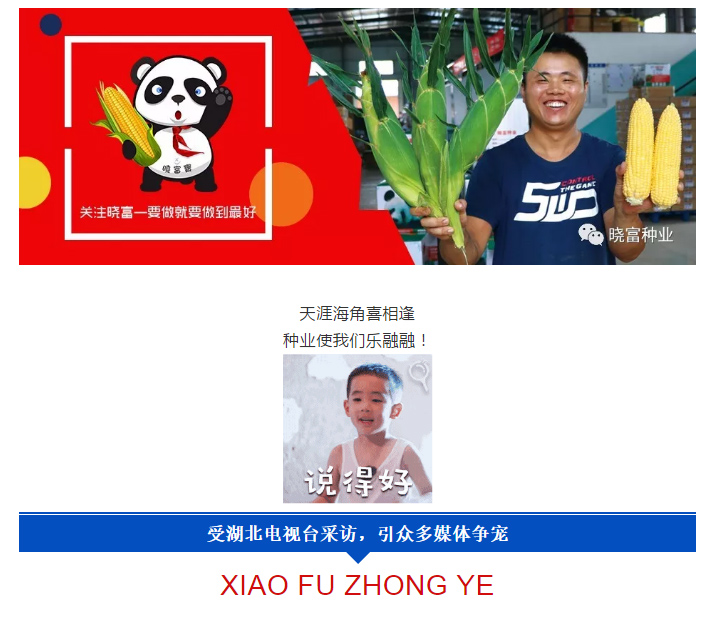 1552445870791605.jpg 曉富種業(yè)2018_01.jpg