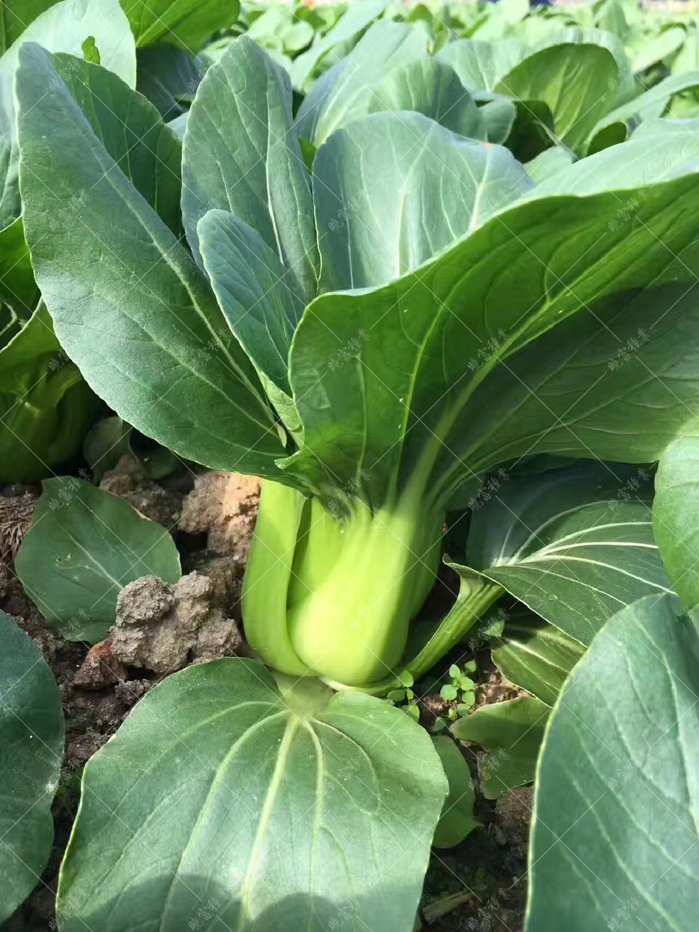 1557802942743796.jpg 微信圖片_20170412113710.jpg