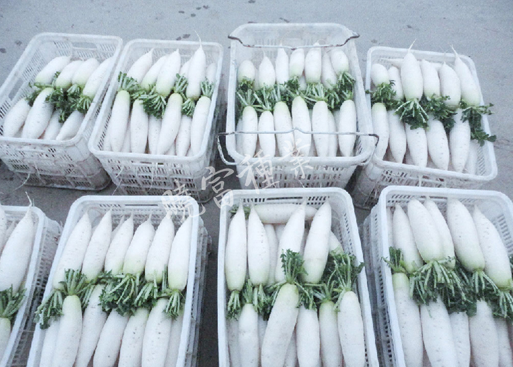 1585788479113472.jpg 08.jpg