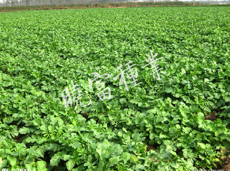 1585789377187570.jpg 06.jpg