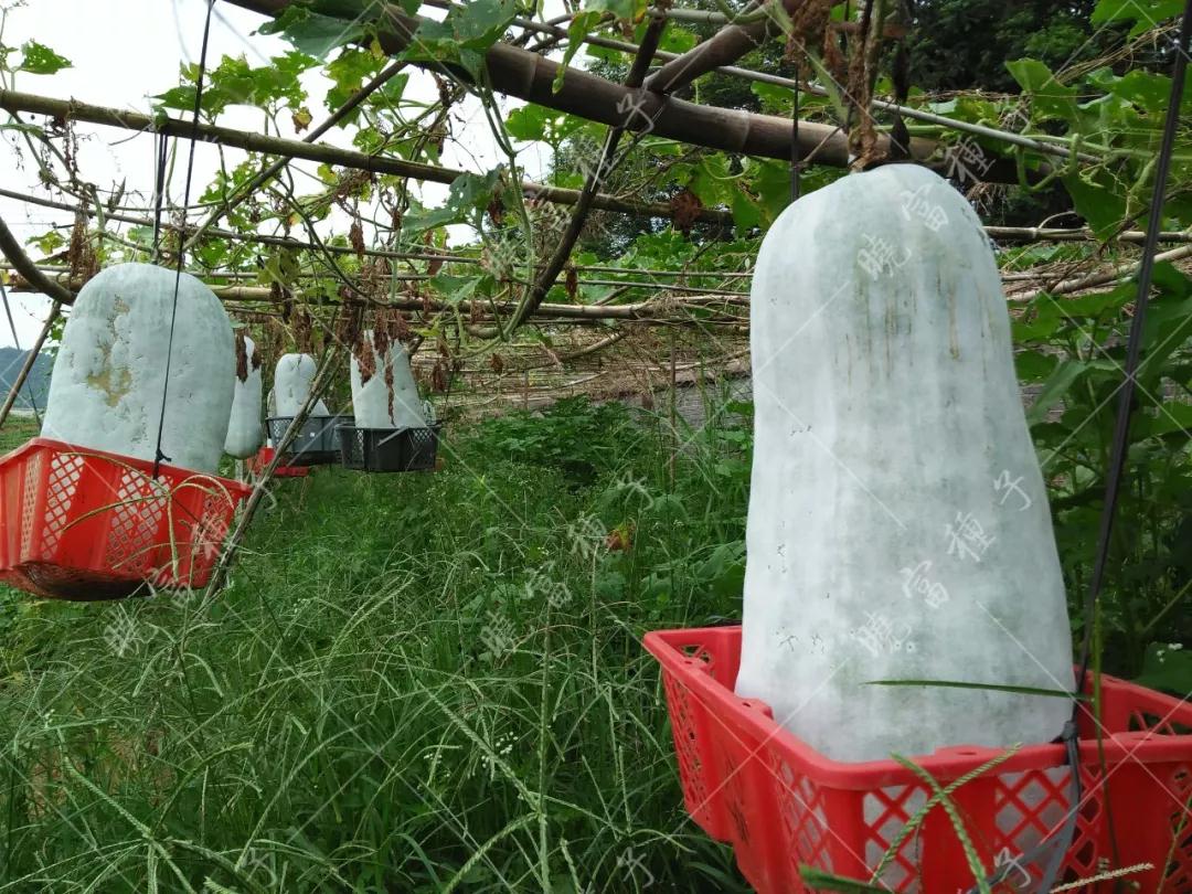 1585993389277328.jpg 08.jpg